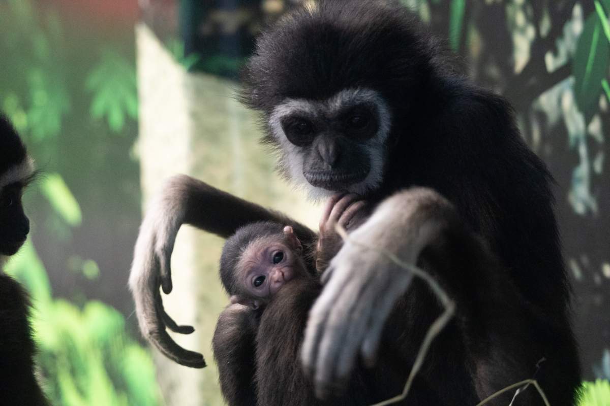Baby gibbon