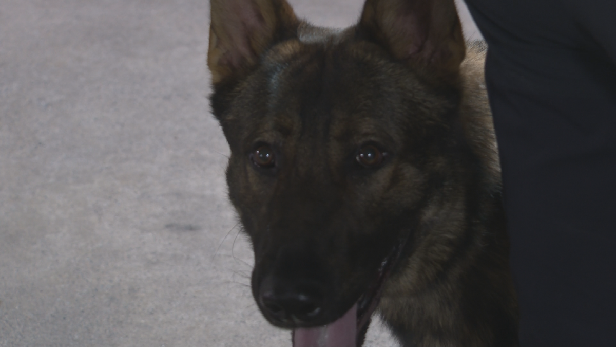 The dogs have already participated in the search for a missing man after only three weeks on the job.