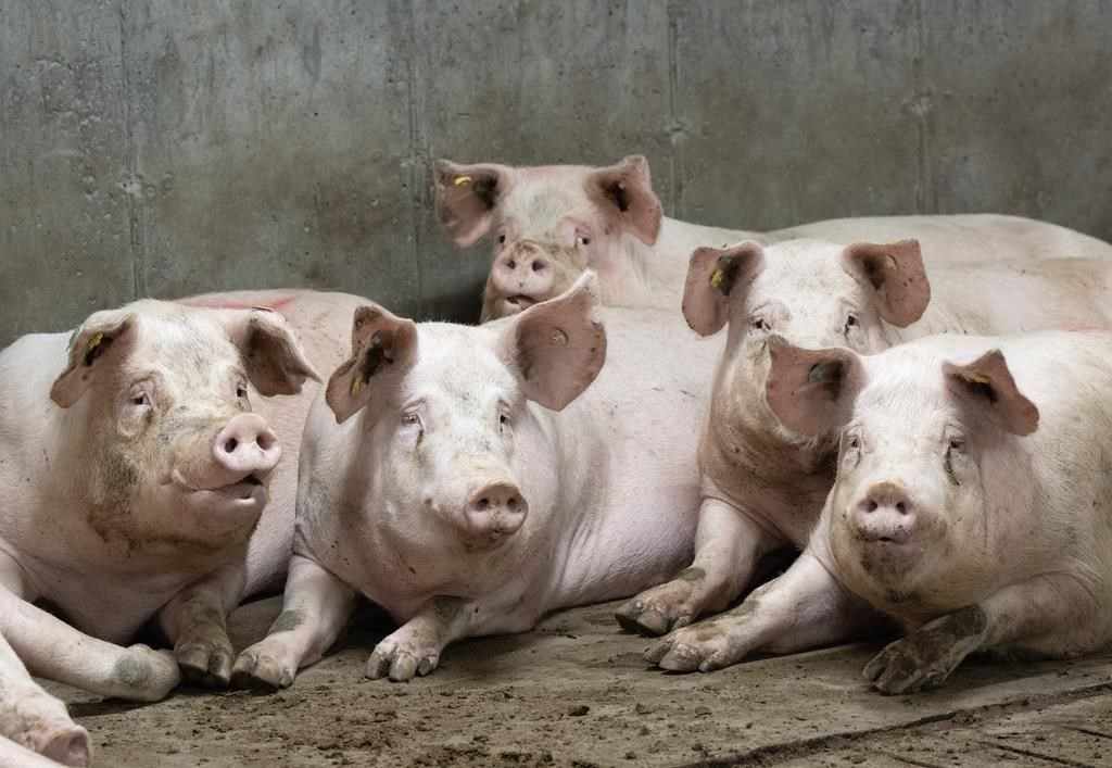 Pigs are seen at a pork farm in St-Sebastien, Que., Tuesday, Nov. 28, 2023.