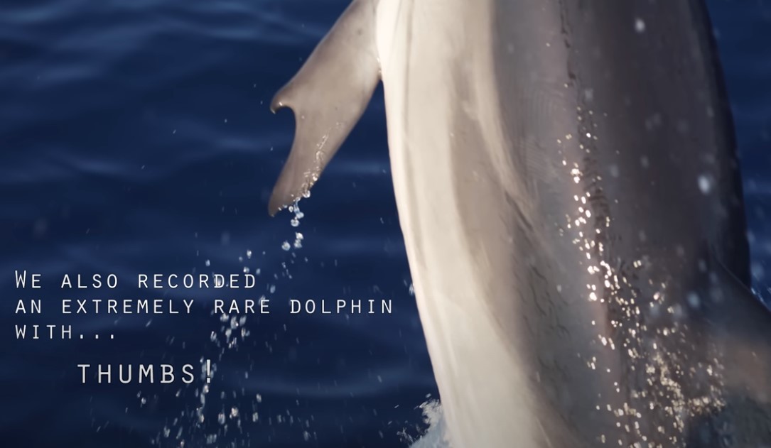 The dolphin's thumbs are likely caused by a genetic abnormality, researchers say.