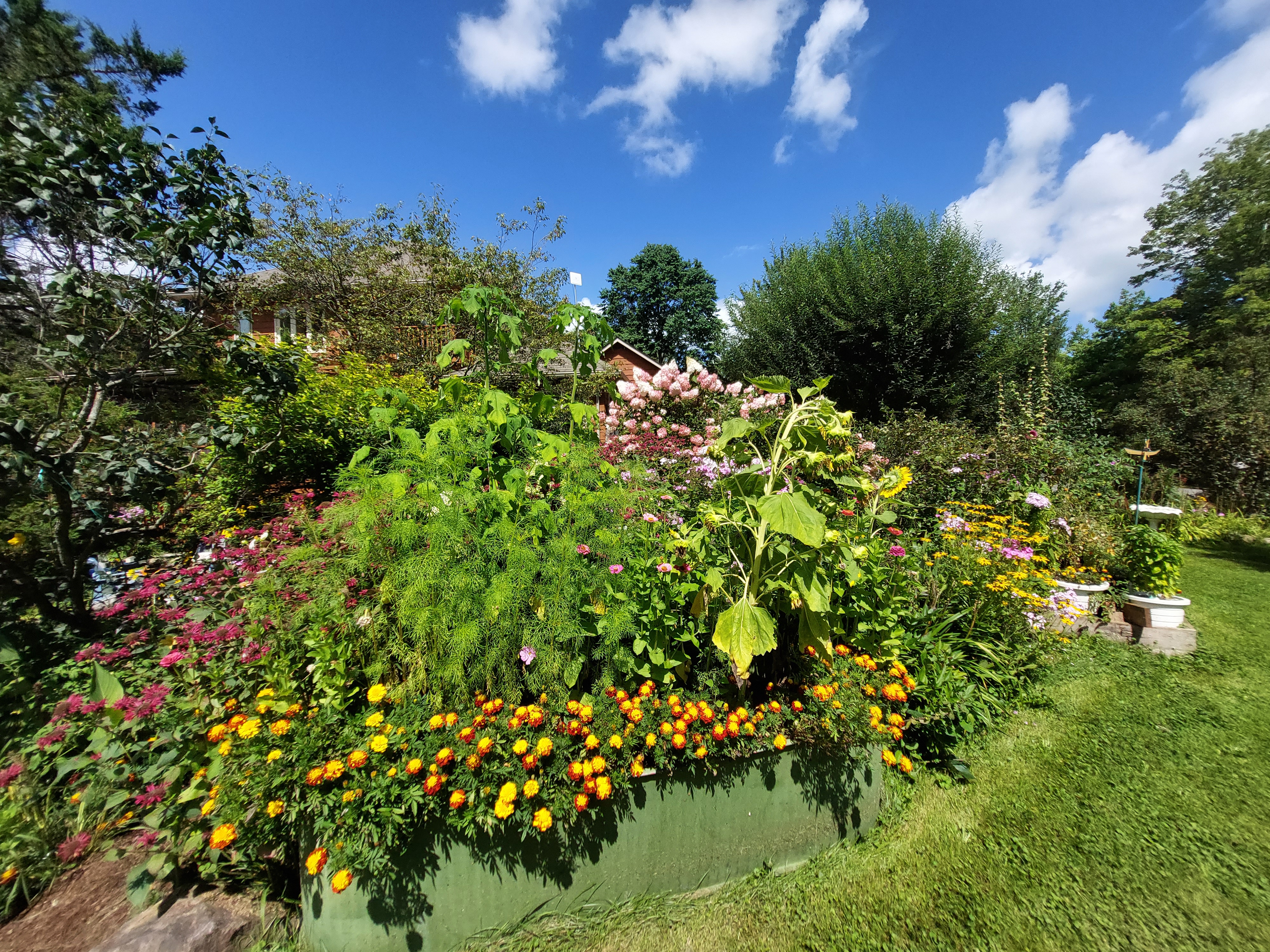 A garden.