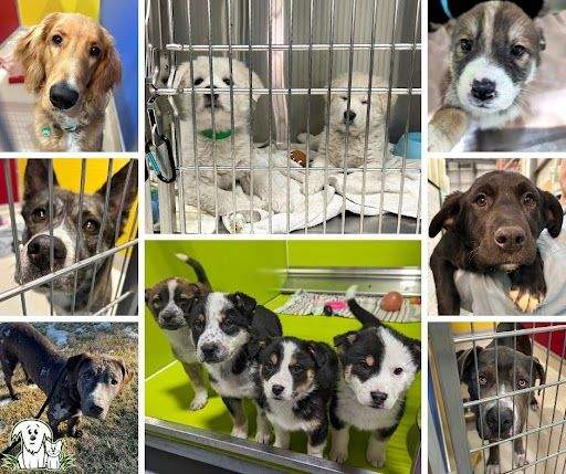 Alberta Animal Rescue Crew Society animals Jan. 8, 2024.