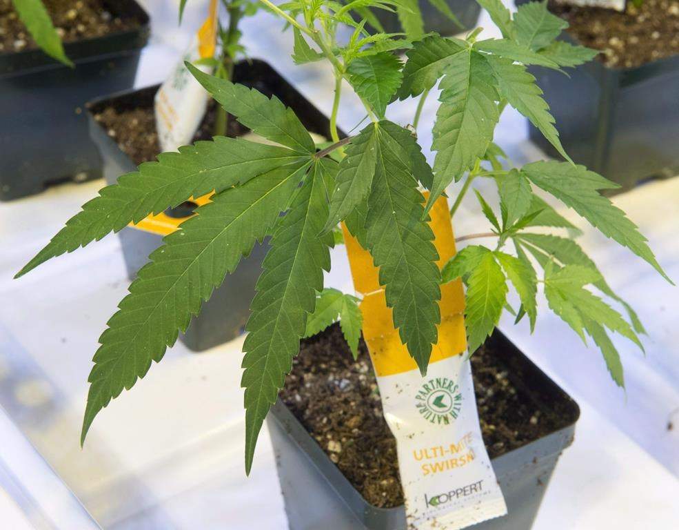 Aurora Cannabis Inc. has announced a plan to consolidate its shares on a one-for-10 basis.Cannabis seedlings are seen at an Aurora Cannabis facility Friday, November 24, 2017 in Montreal. THE CANADIAN PRESS/Ryan Remiorz