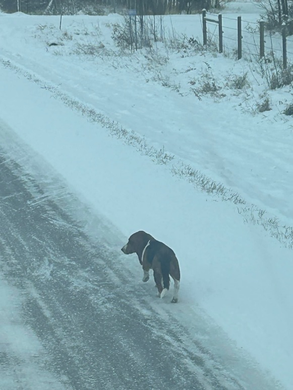 Basset hound Gus on the loose near Beaumont, Alta., just before he was found after a week in the cold.