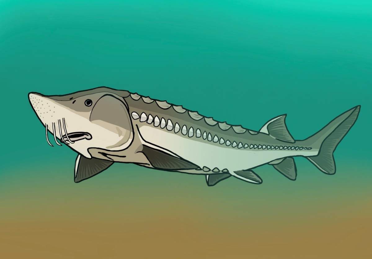 University of Alberta researchers believe a 72-million-year-old sturgeon skull fossil found in the Edmonton River Valley in February 2023 would have belonged to a fish that was two metres long when alive.