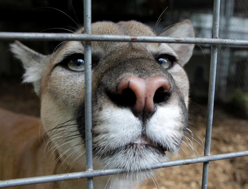 Cougar