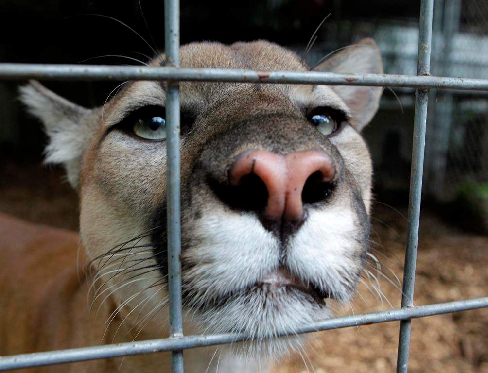 A cougar watches from an enclosure at Stump Hill Farm in Massillon, Ohio min an Aug. 25, 2010, file photo.