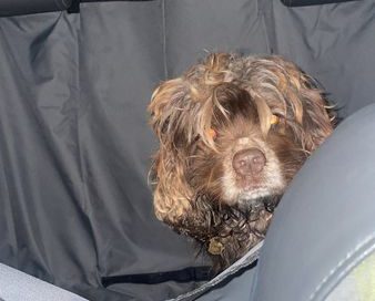 Young female spaniel found in Sherwood Park on Monday, Jan. 29, 2024.