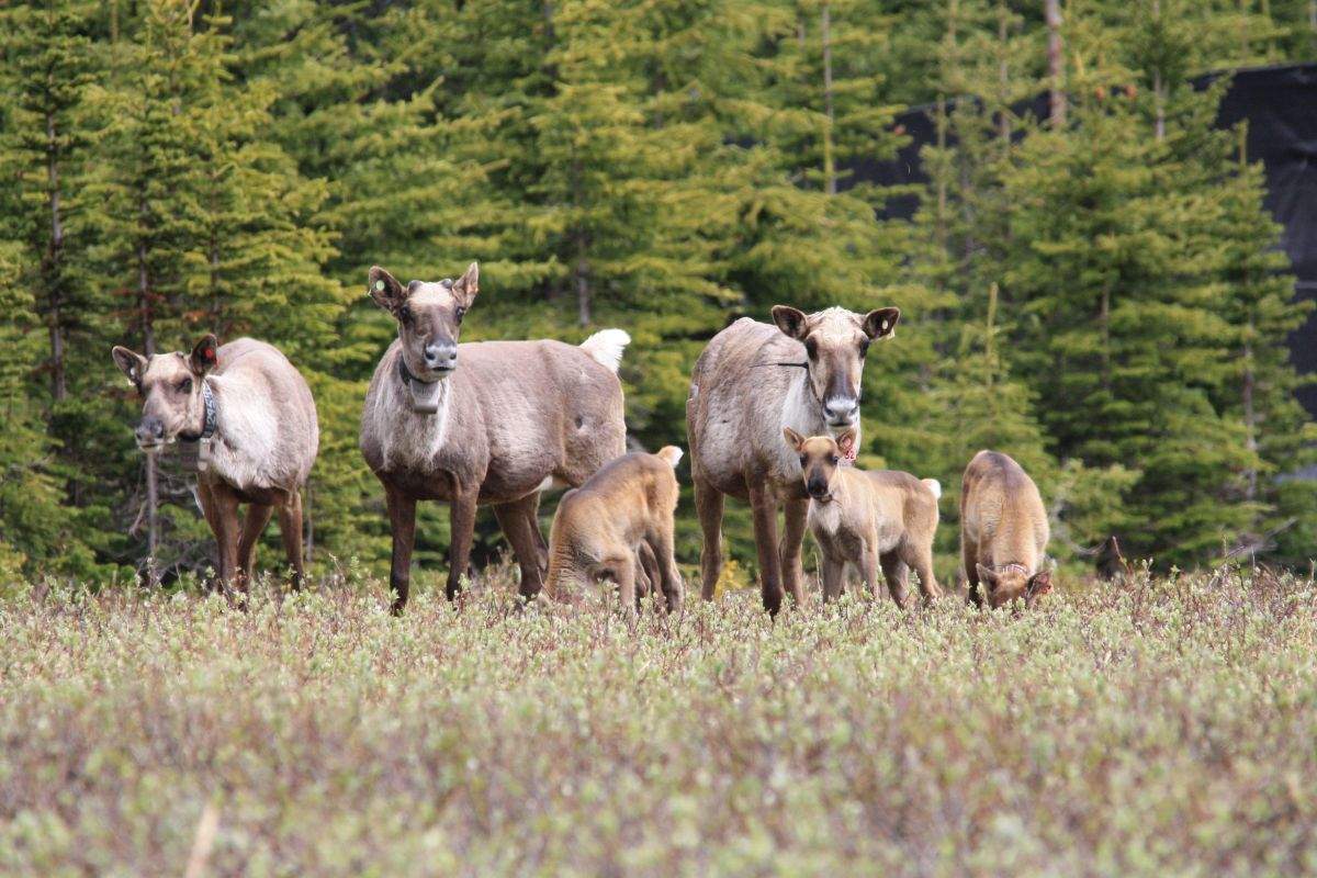 A recent Alberta government document suggests the province has made little progress in protecting its 15 threatened caribou herds despite having signed an agreement with Ottawa that promised it would. A group of caribou is seen in an undated handout photo.