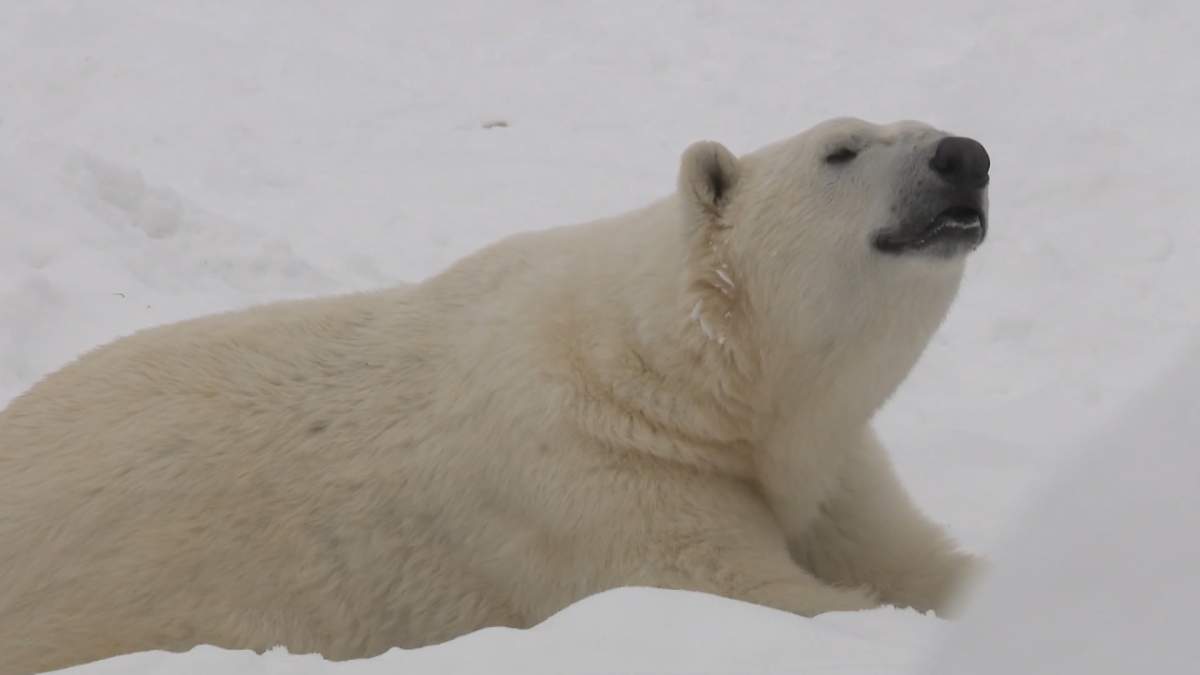 A polar bear at the Calgary Zoo enjoys the fresh snow on March 21, 2024.