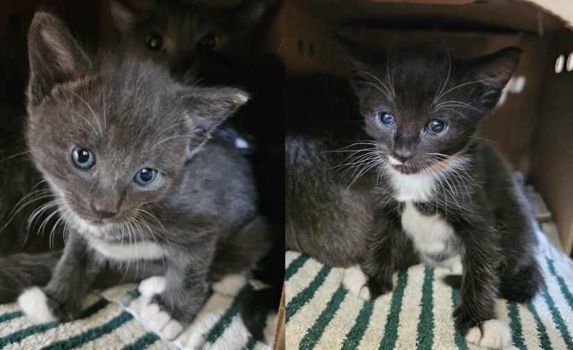 Two kittens seized from a home in Delta due to unsanitary conditions.