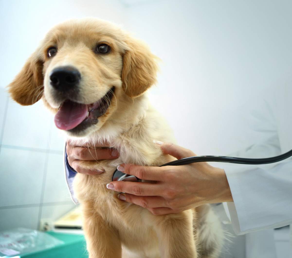 Pet insurance