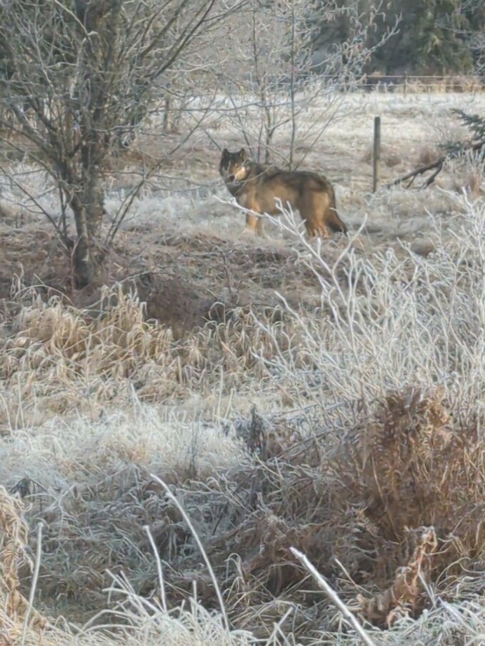 Trevor Hocking snapped this photo of the wolf dog on his phone after his dog was attacked.