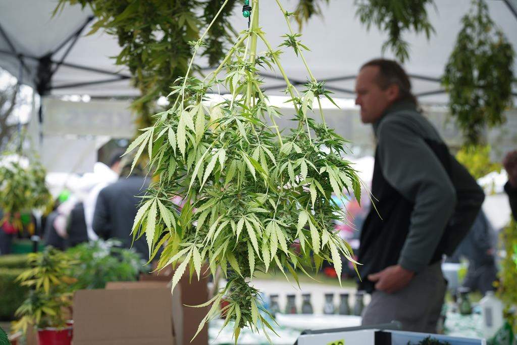 Manitoba lifts ban on homegrown cannabis, pauses some new retail licences - image