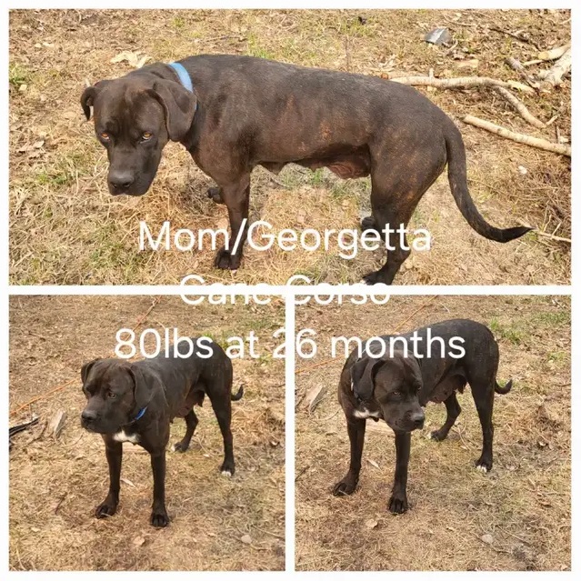 Photos from a Kijiji posting advertising Cane Corso/Boerboel mix puppies for sale near Beaumont.