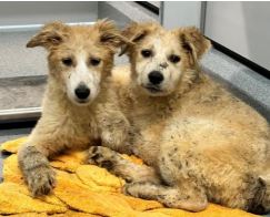 Regina Humane Society rescues 26 dogs from awful conditions, 10 put down - image