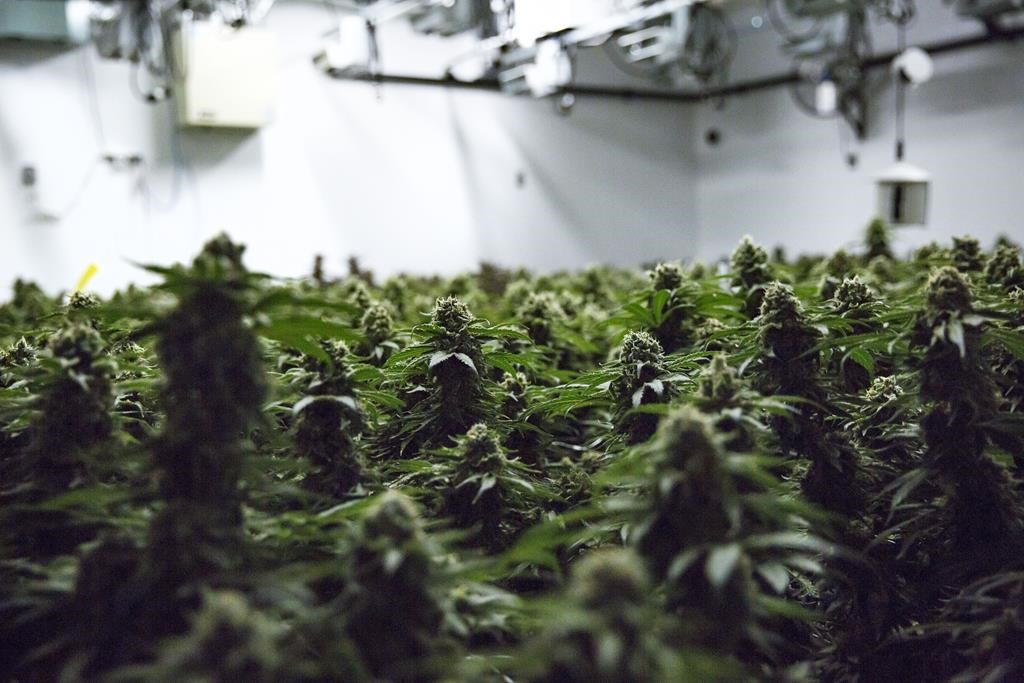 Cannabis plants grow inside a production facility in Simcoe, Ont. on Tuesday, April 13, 2021. A Nova Scotia judge a rejected arguments from four defendants claiming they have treaty and aboriginal rights to sell cannabis at dispensaries on Indigenous land north of Halifax and are not required to pay duties under the federal Excise Act. THE CANADIAN PRESS/Tara Walton.