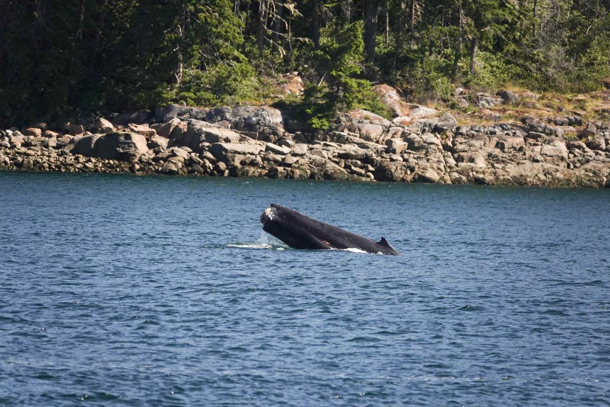A humpback whale with a severed tail seen swimming near Greenpoint Rapids north of Campbell River on July 10.