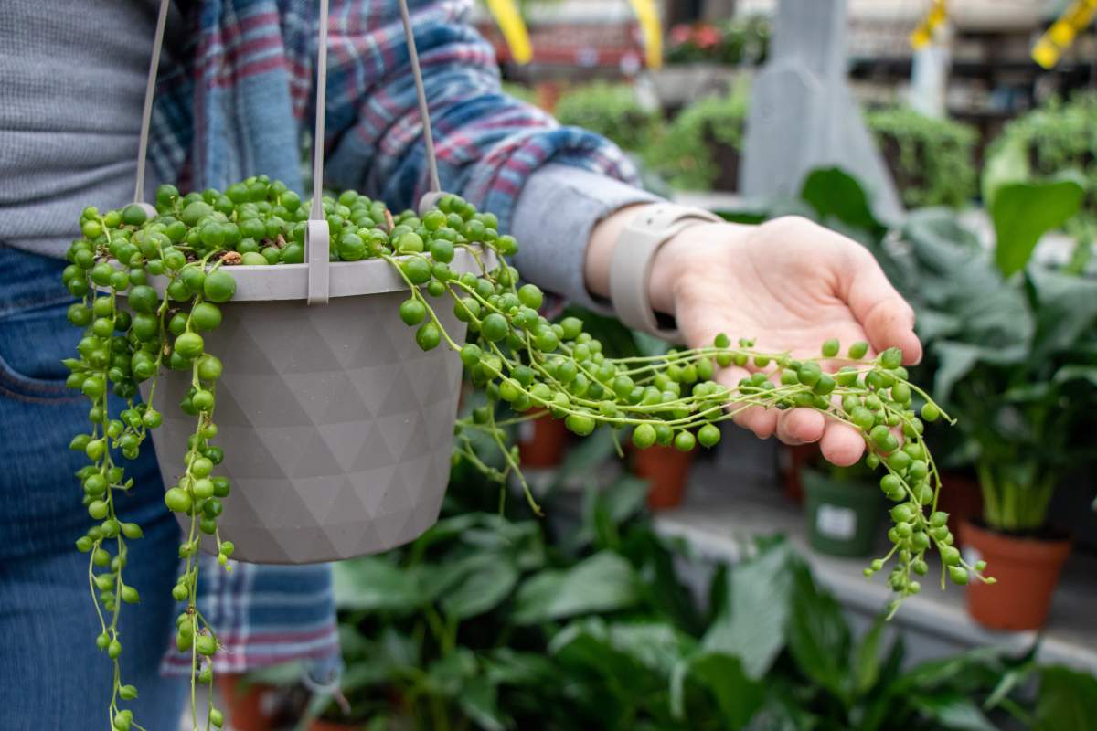 Plants for sale.