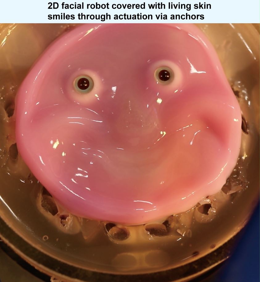 This new method of binding skin can work on complex, curved and even moving surfaces.