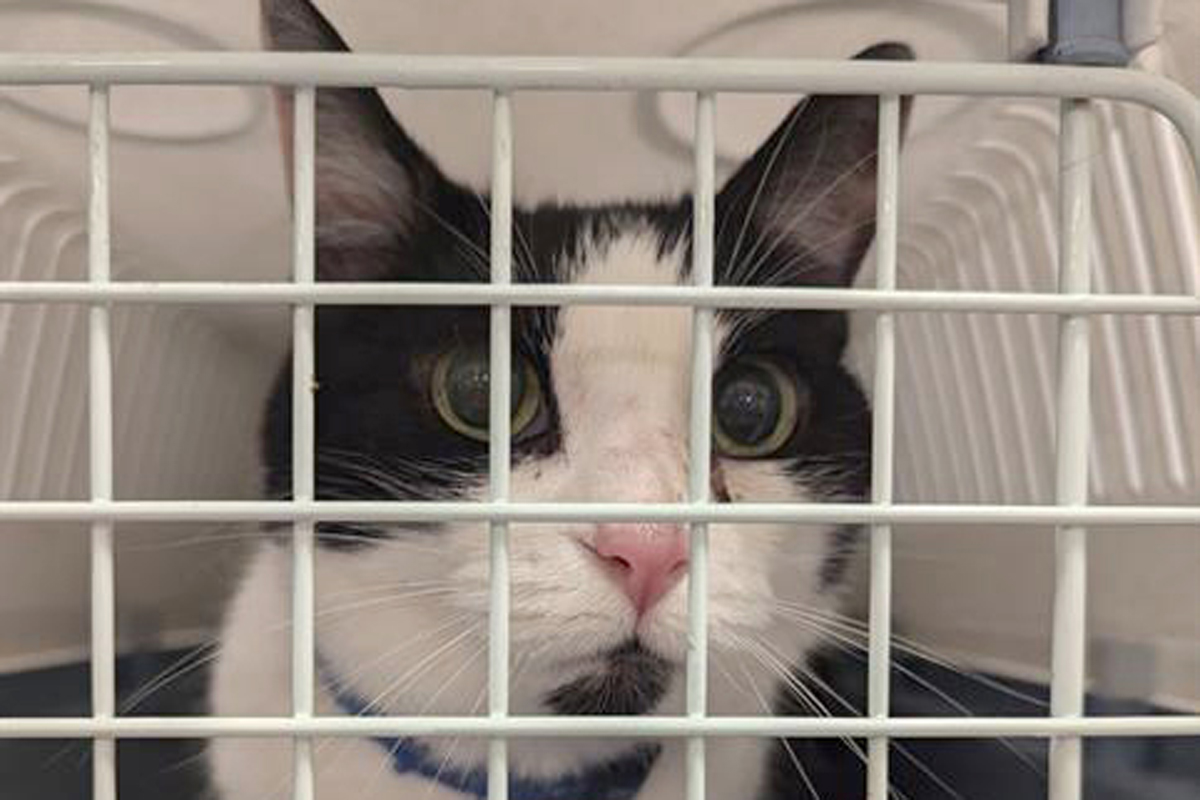 Indie the cat, as shown in this handout image, did indeed come back, but it took her about eight years and a little help from the Ottawa Humane Society.