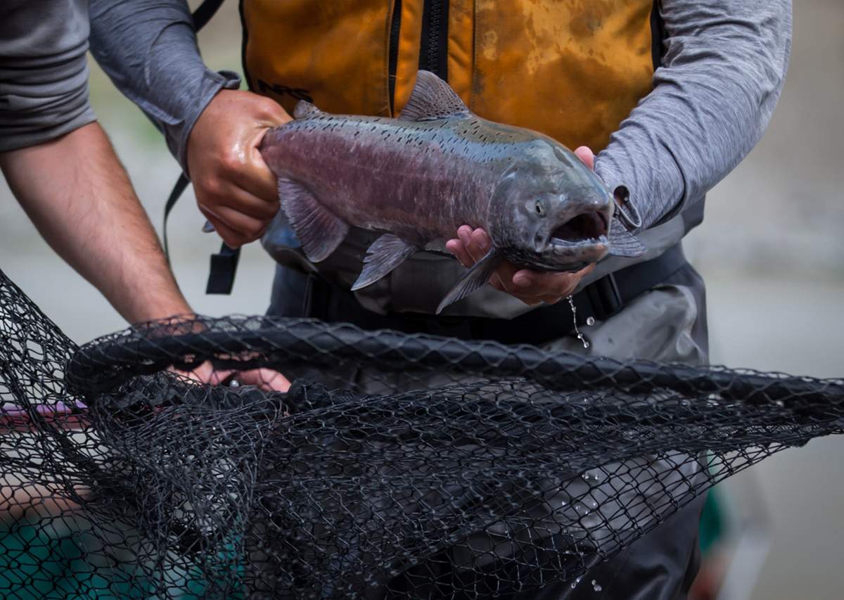 Stuart LePage of Fisheries and Oceans Canada places a salmon in a vessel on July 24, 2019. Low water levels brought on by years of severe drought, low snowpack and rainfall as well as high temperatures are leaving salmon in a compromising position during spawning season, B.C. fisheries experts warn.