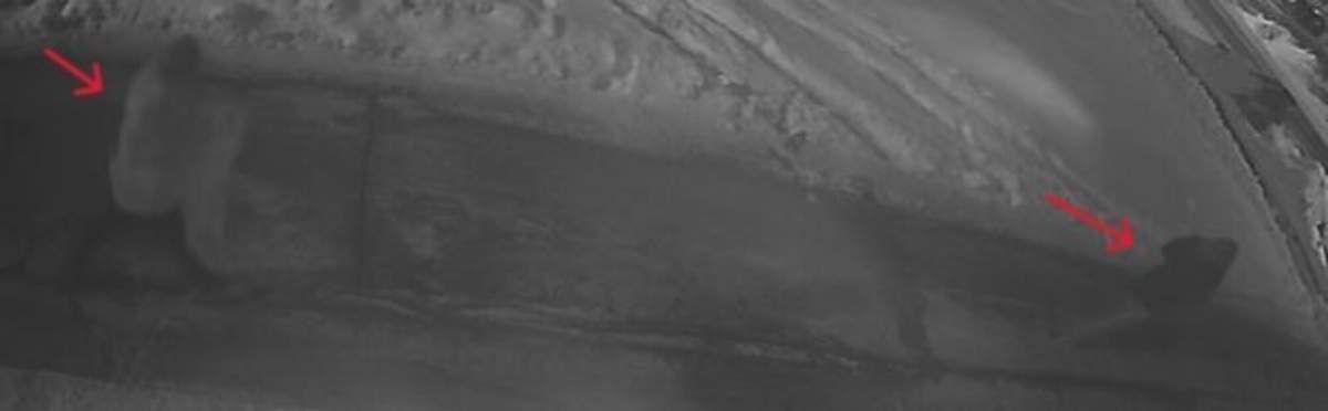 Winnipeg police are looking to identify the people seen in this 2022 surveillance footage.