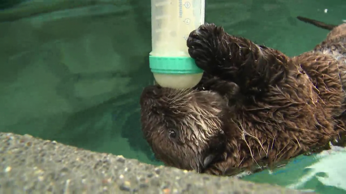 Orphaned sea otter pup Tofino is bottle fed at the Vancouver Aquarium on Tuesday, Aug. 20, 2024. 