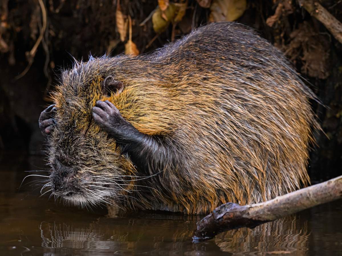 A Nutria rodent covers its eyes in apparent shame.