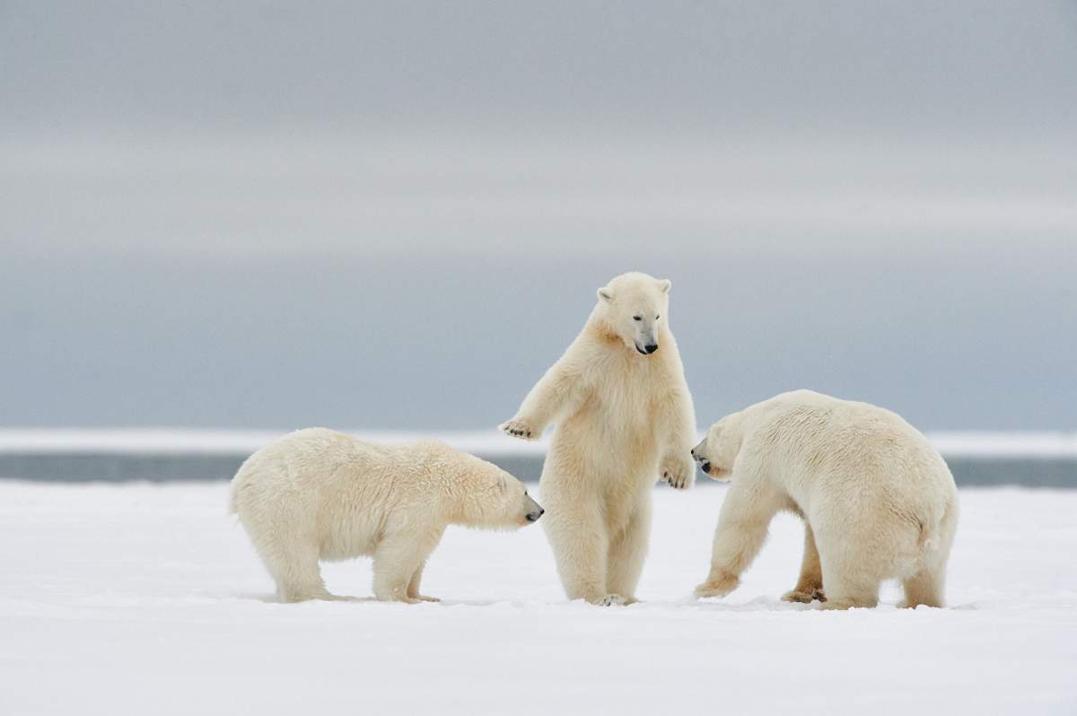 A polar bear appears to mediate a fight between two other polar bears
