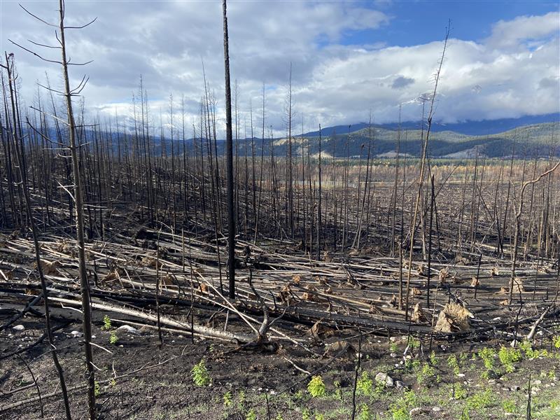 Wildfire-ravaged areas near Malgine Road in Jasper National Park on Thursday, Oct. 10, 2024.