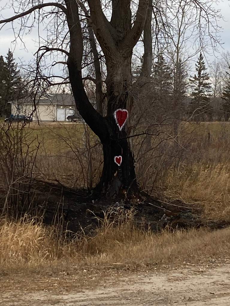 The tree Colton Letkeman crashed into.