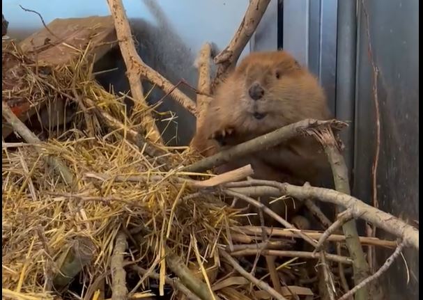 The young beaver, seen practicing her building skills at the AIWC, will eventually be released back into the wild -- likely in the spring of 2026.
