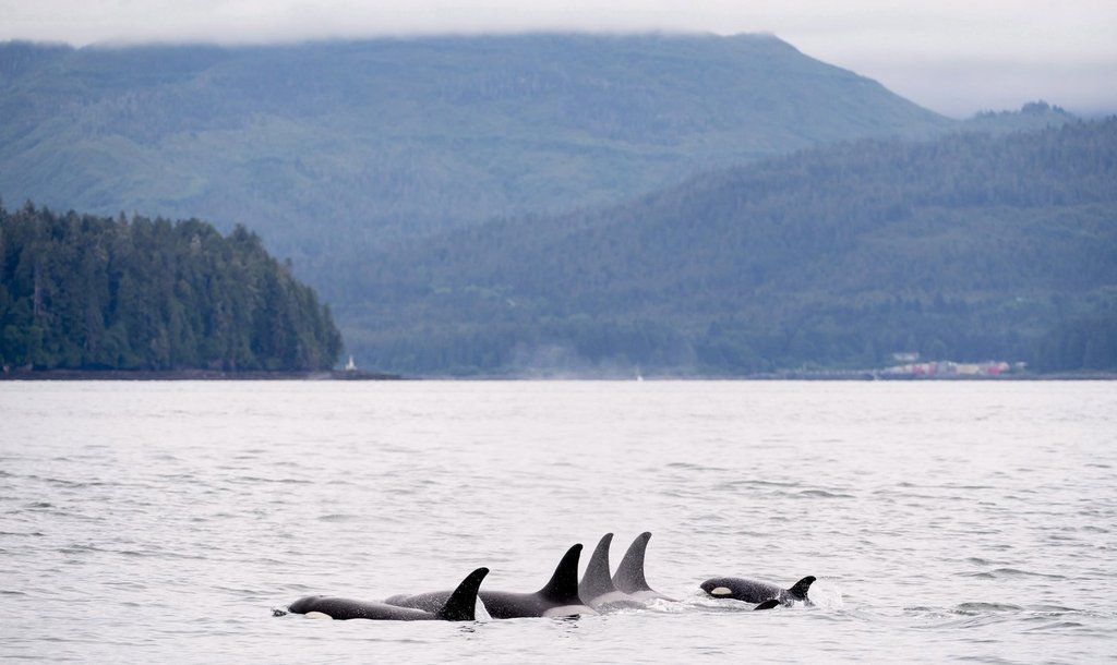 Killer whales surface in Chatham Sound near Prince Rupert, B.C., Friday, June, 22, 2018. 
