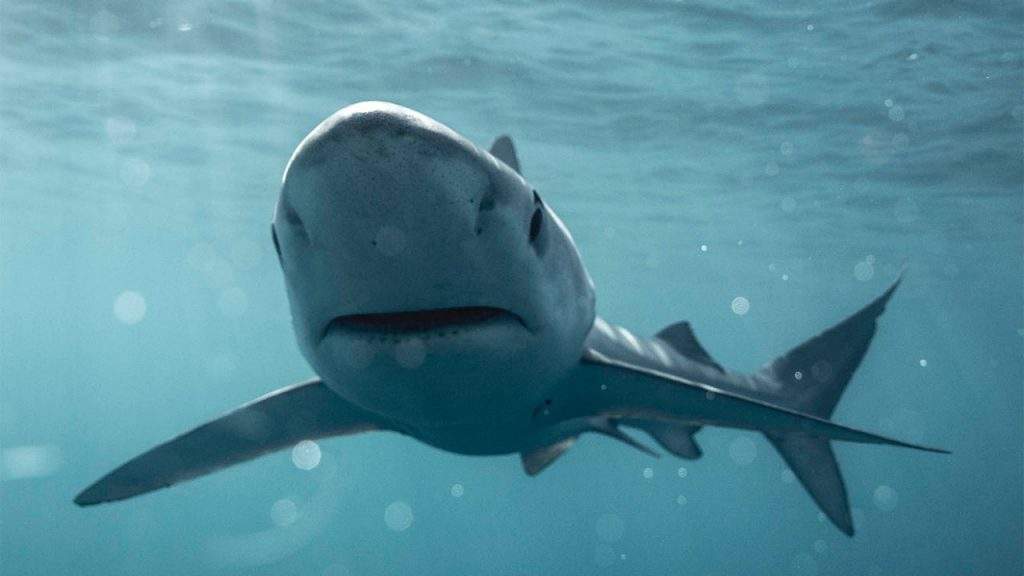 A blue shark