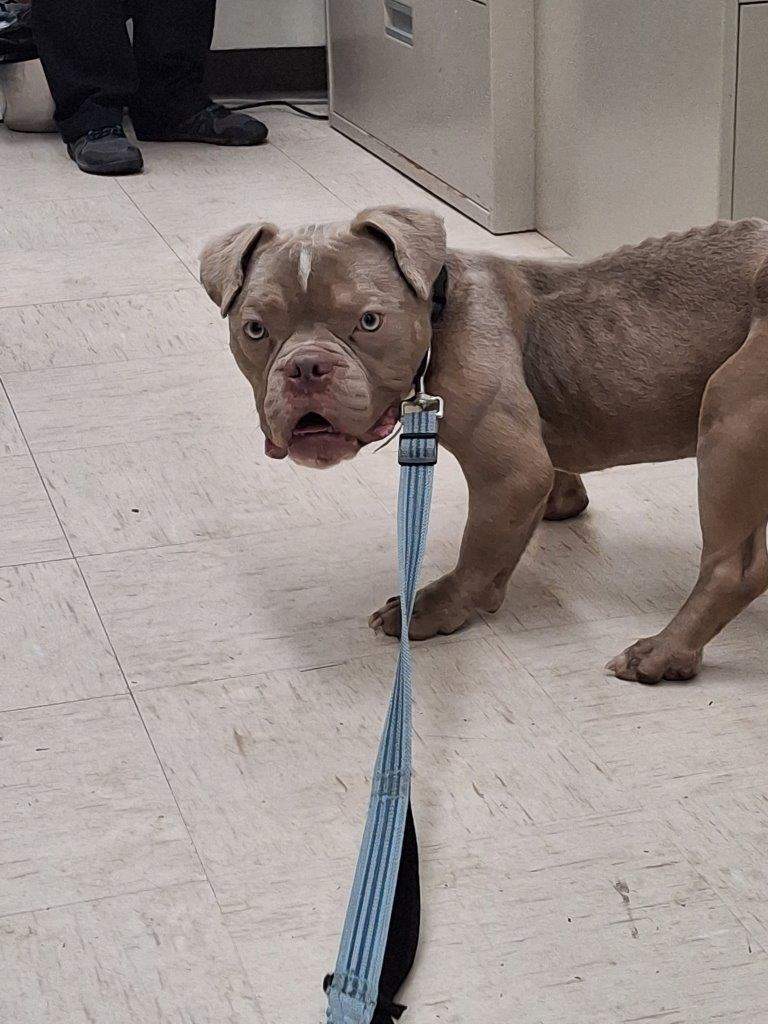 The dog is now in the care of a foster family, overseen by the BC SPCA.