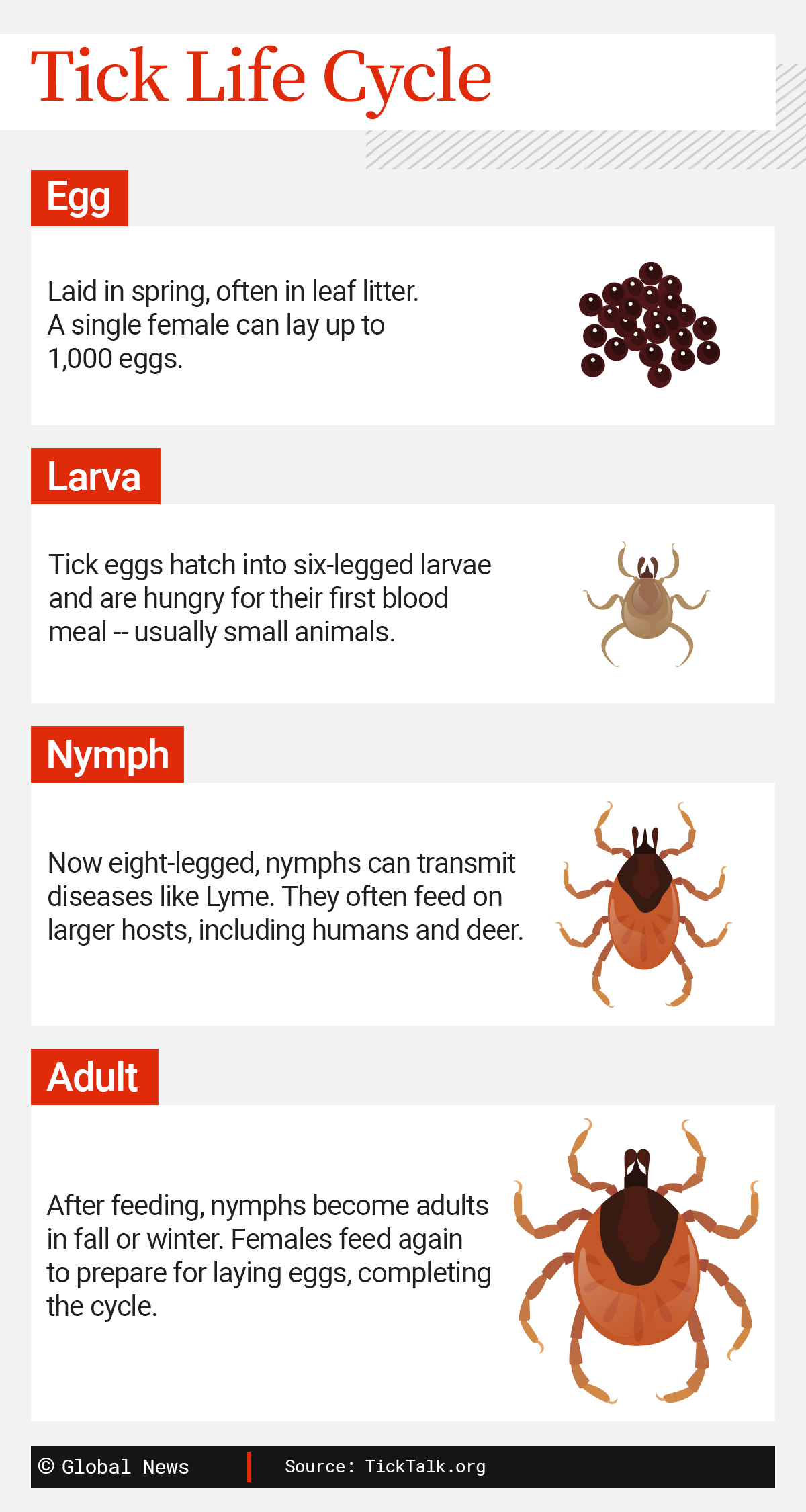Tick season is back. How to stay safe around these risky bloodsuckers - image