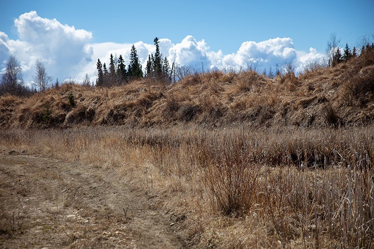 Dry vegetation near Whitecourt. Alta. that could easily ignite and spread quickly if a wildfire were to occur. Photo released on Friday, May 2, 2025.