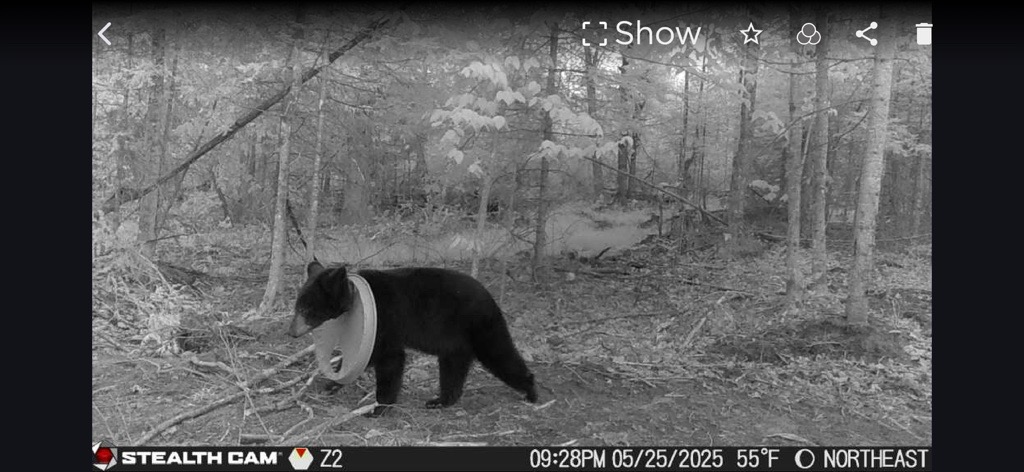 A trail camera on private property in Hillman, Michigan, captured this photo of a black bear with a lid stuck on its neck.