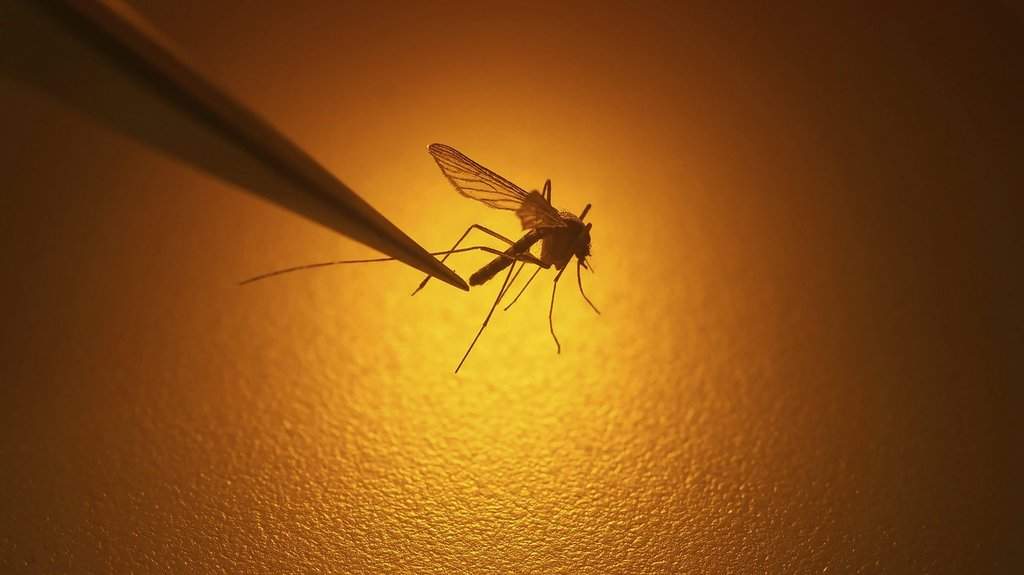 File - In this Aug. 26, 2019, file photo, Salt Lake City Mosquito Abatement District biologist Nadja Reissen examines a mosquito. (AP Photo/Rick Bowmer, File).