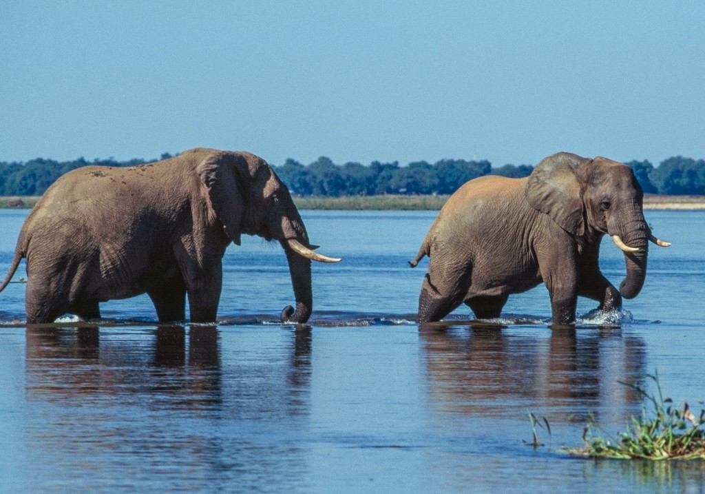 A file photo of elephants in the Zambezi River, Lower Zambezi National Park, Zambia.
