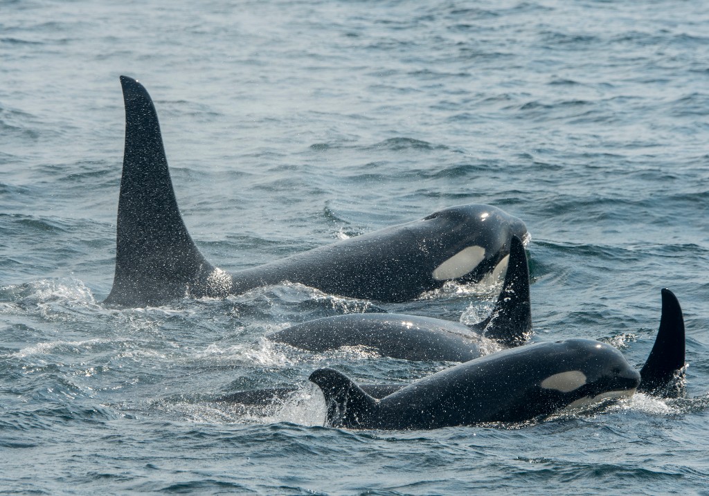A file photo of a pod of orcas swimming.
