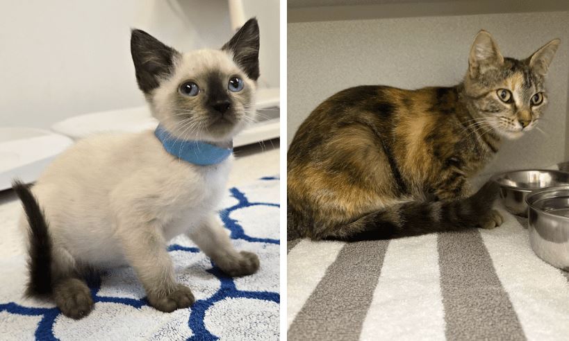 Some of the cats surrendered from a property in Nanaimo.