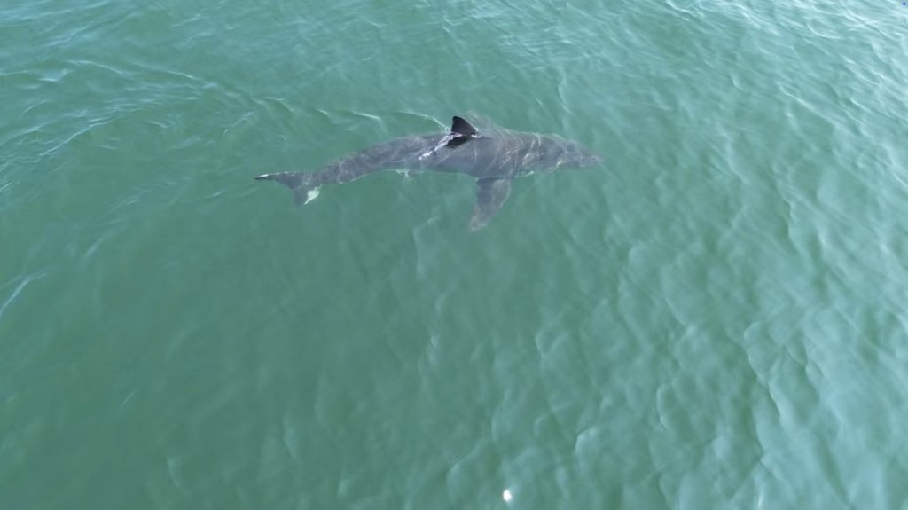 FILE - This TV grab shows an aerial image of a great white shark off the coast of Scarborough, Maine, on Monday, August 11, 2025.
