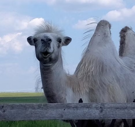 Stolli was a Bactrian camel.