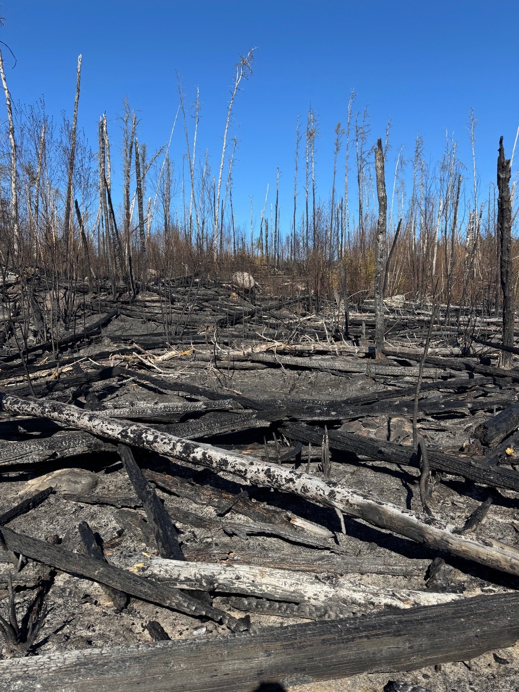 The wildfire’s aftermath.
