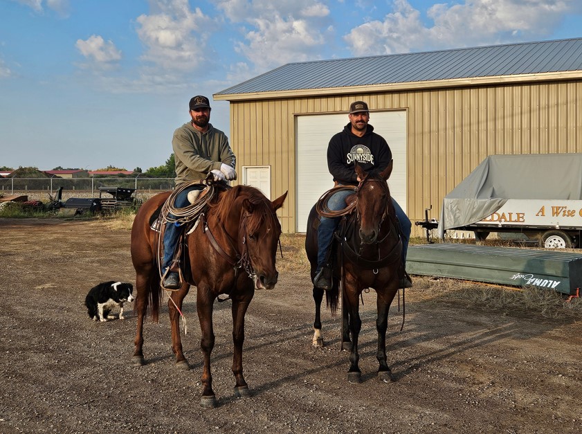 Two cowboys and a farm dog rounded up two bulls on the lam in Coaldale, Alta. on Friday, Sept. 12, 2025.