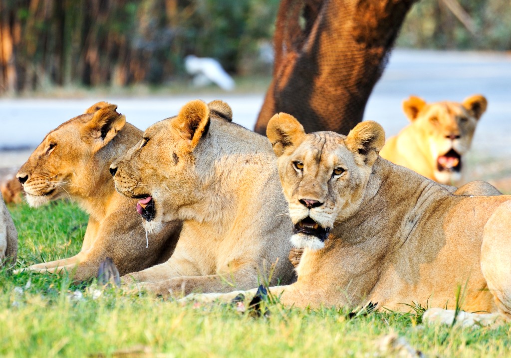 A file photo of lions resting under tree at river.