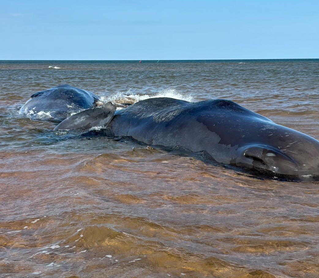Sperm Whales Prince Edward Island