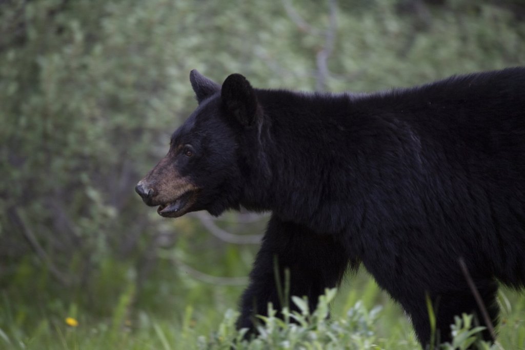 A black bear is seen near Lake Louise, Alta., in June, 2020. THE CANADIAN PRESS/Jonathan Hayward.